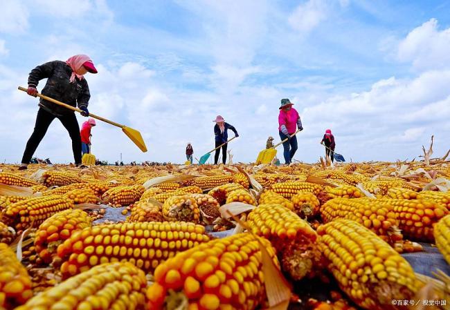 玉米新粮开秤大涨100元传递重要信号 市场风向标变化