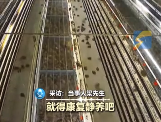 下雨打雷鹌鹑被吓到应激炸笼 养殖户：应激后一周都不下蛋