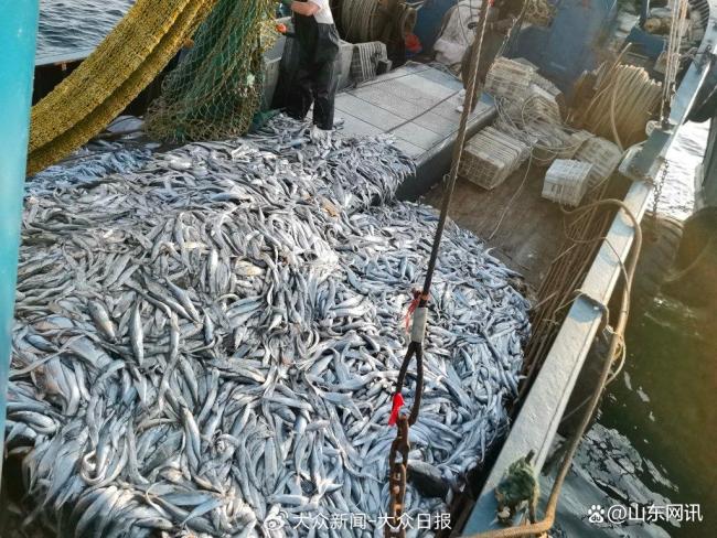 开海第一网捞8000斤船长合不拢嘴 青岛海鲜自由归来
