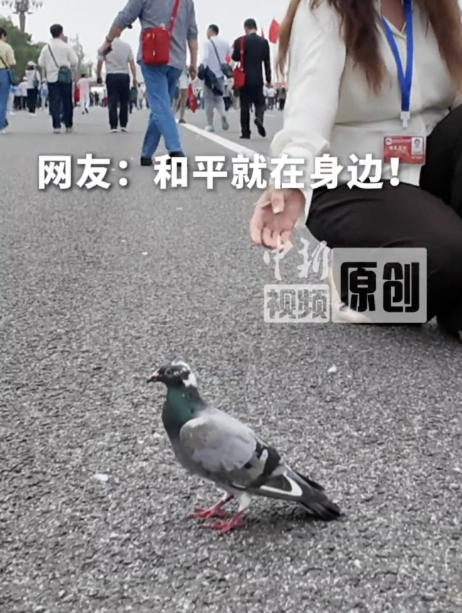 阅兵结束一只和平鸽停留人群中间 媒体加载失败引发讨论