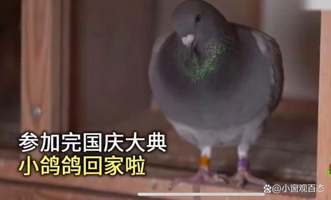 和平鸽也有工资 每只补助15块