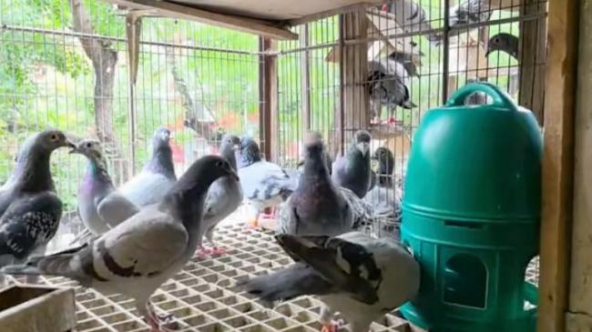 “最快的4分鐘到家，全家很驕傲！”北京小姐姐的鴿子參加閱兵式放飛：老“兵鴿鴿”了