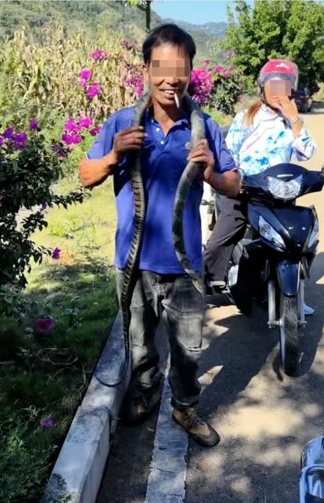 男子玩毒蛇还挂脖展示遭咬伤后身亡