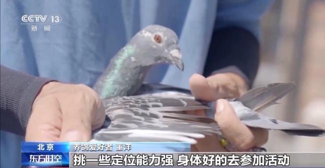 8万羽和平鸽在天安门放飞 背后藏着这些真挚祝福