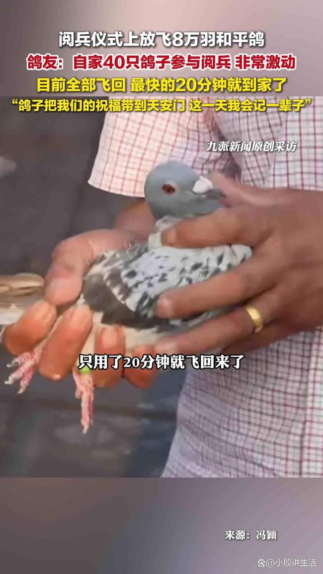 溜出去50多个小时这只和平鸽刚到家 阅兵庆典上的小插曲