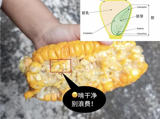 一种易长胖、巨升糖的粗粮 很多人天天吃