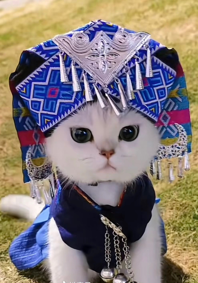 猫咪也穿上了壮族服饰了，一出场惊艳四座！