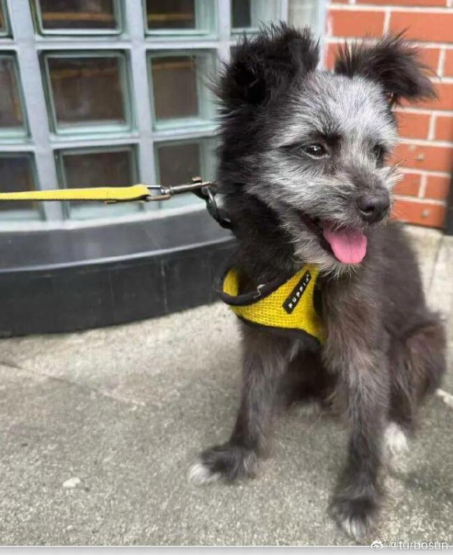 孙俪在菜市场捡了一只狗取名九菜 此前收养的流浪猫“加勒比和海盗”已经养了4年了