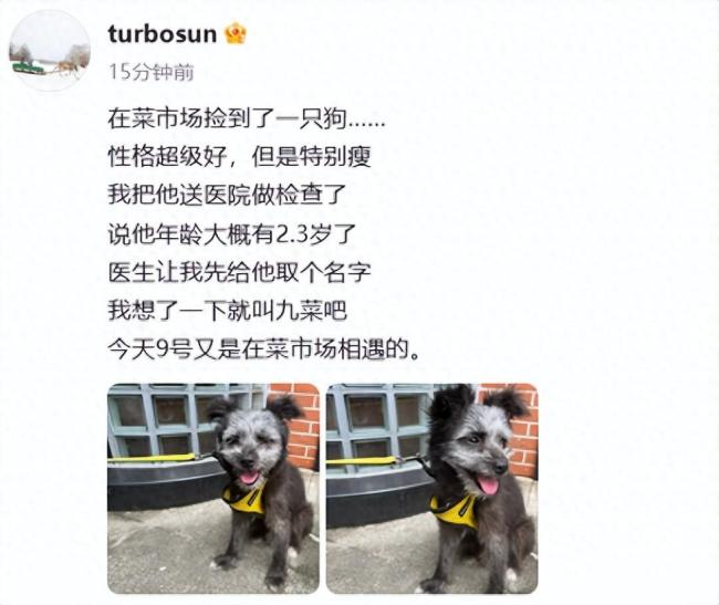 孙俪在菜市场捡了一只狗取名九菜 此前收养的流浪猫“加勒比和海盗”已经养了4年了