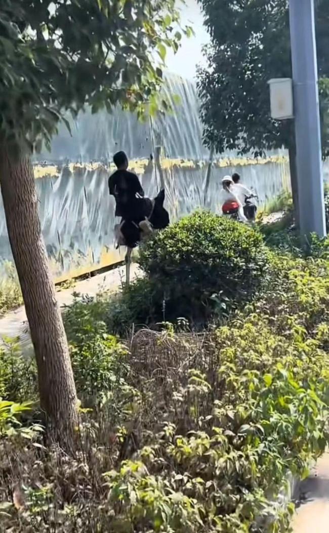 男子骑鸵鸟上路 跑得比电动车快 云南十九怪之一