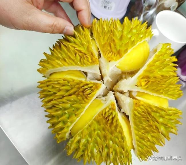 云南村民自家种植榴莲成熟了 科技助力试种成功