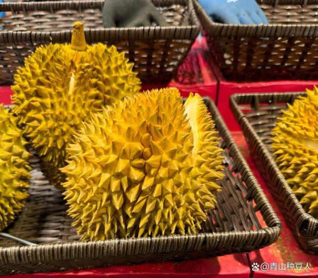 云南村民自家种植榴莲成熟了 科技助力试种成功