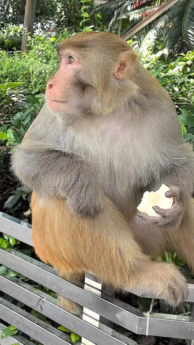 重慶一獼猴溜進醫(yī)院 當?shù)鼗貞?人猴和諧共處引熱議