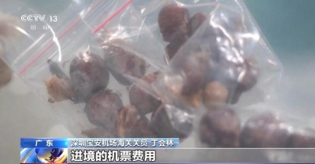 深圳海关查获活体昆虫256只 异宠热潮潜藏风险