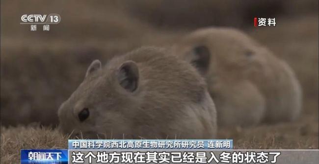 蔡国强烟花3天后现场还能看到痕迹 高原生态引发担忧