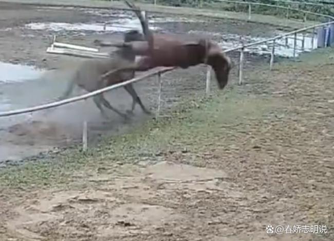马场回应马匹跳栏摔断脖颈死亡 管理疏忽酿悲剧