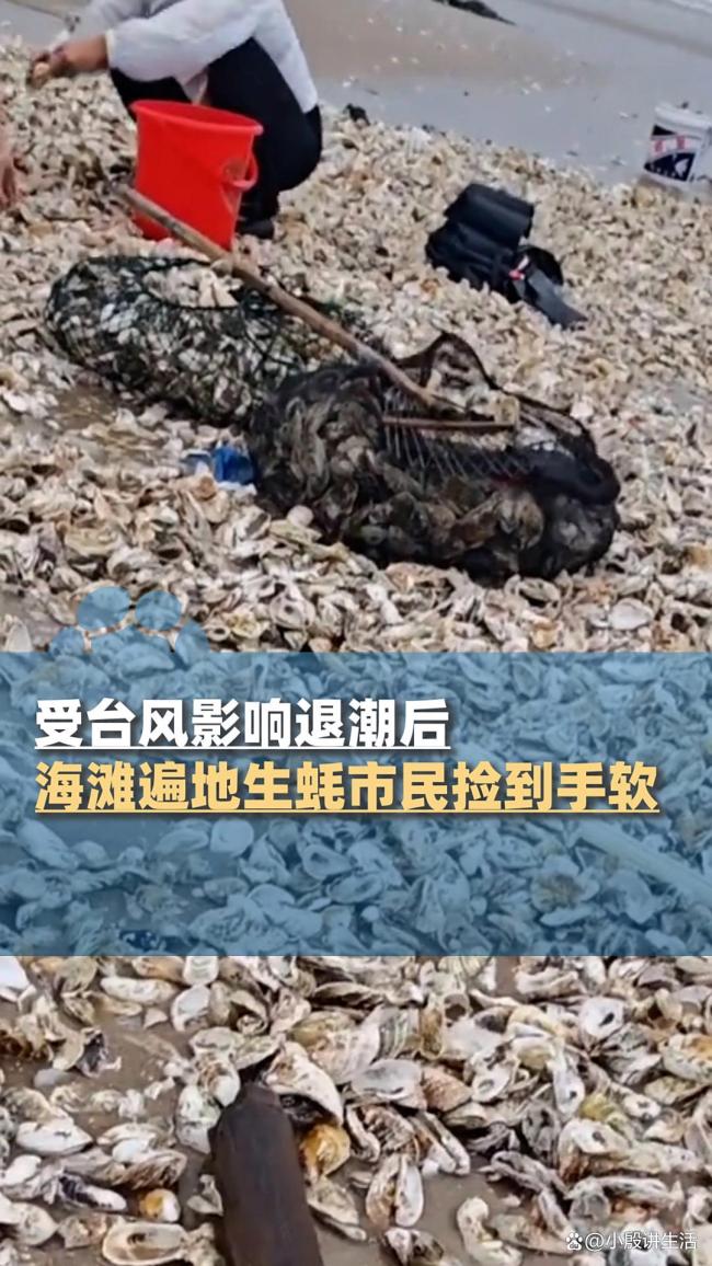 臺風(fēng)過后海灘遍地生蠔 市民撿到手軟