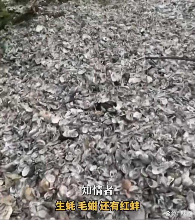 汕尾海滩现大量海鲜有人捡上百斤 台风后市民热情捡拾