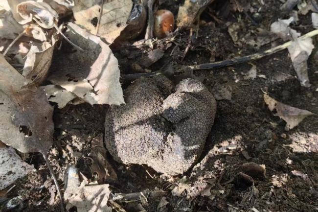 北京平谷首次发现黑松露 珍稀物种现身填补空白