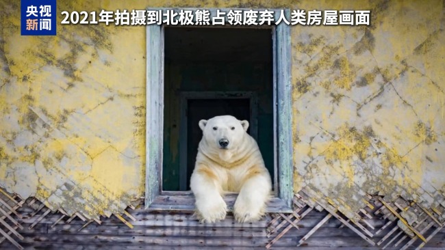 数头北极熊占领俄罗斯气象站 无人机记录惬意生活