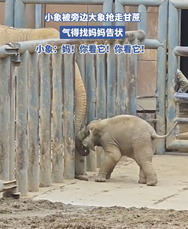 济南动物园小象被抢甘蔗后找妈妈告状