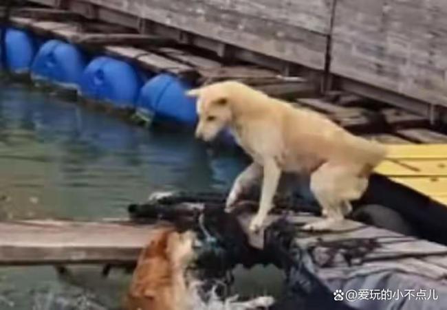 小狗渡海只为干架