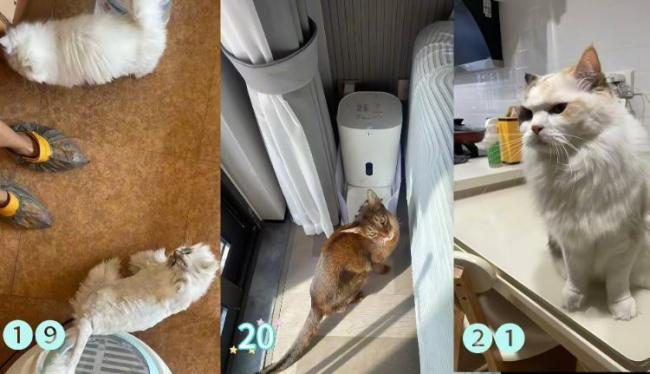 男子假期上門喂養(yǎng)寵物連接270單 需求激增