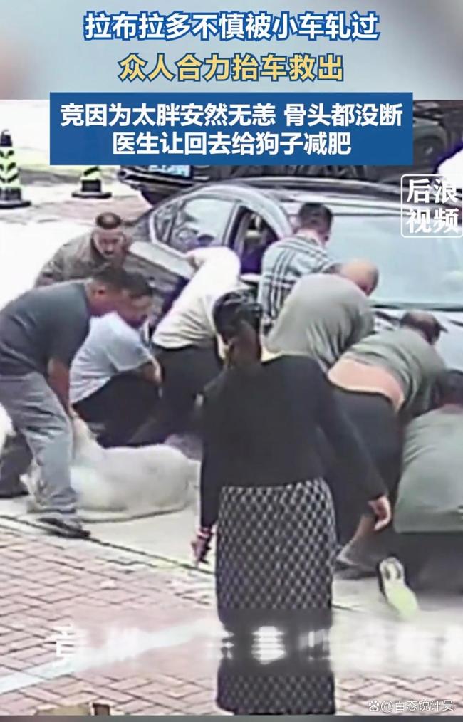 如何看待狗被车碾压因太胖逃过一劫