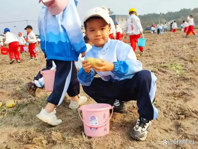 游客成群结队在内蒙古挖小土豆 旅途中的意外惊喜