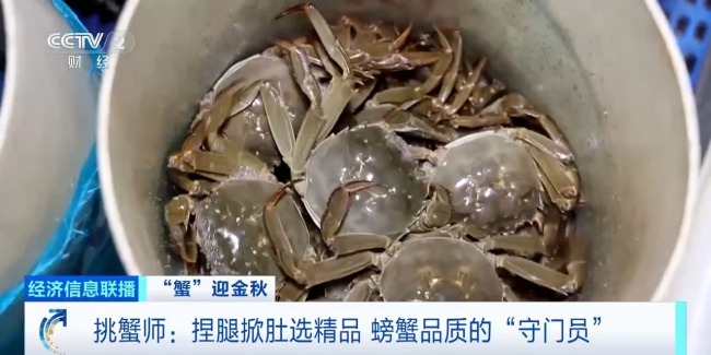 月收入2万“金牌🥇挑蟹师”如何选螃蟹 30年经验揭秘