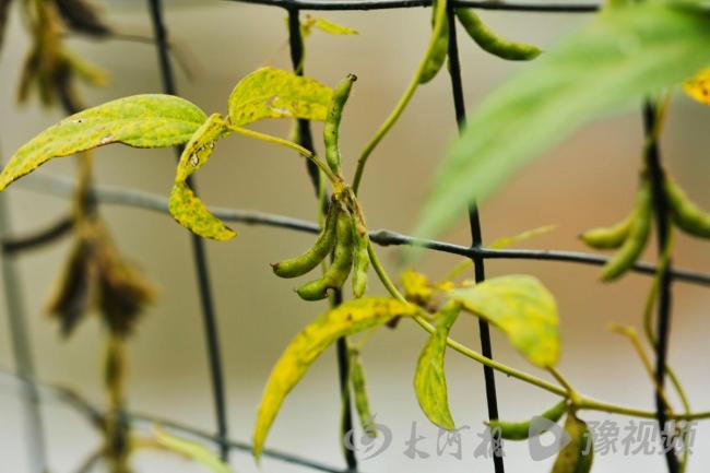 河南钓鱼佬发现野大豆 科研价值极高 珍贵植物现身周口