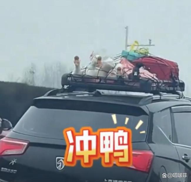 后备箱塞满父母的爱 移动的农家乐
