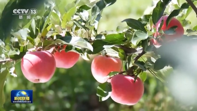 新思想引领新征程丨绘就乡村全面振兴壮美画卷