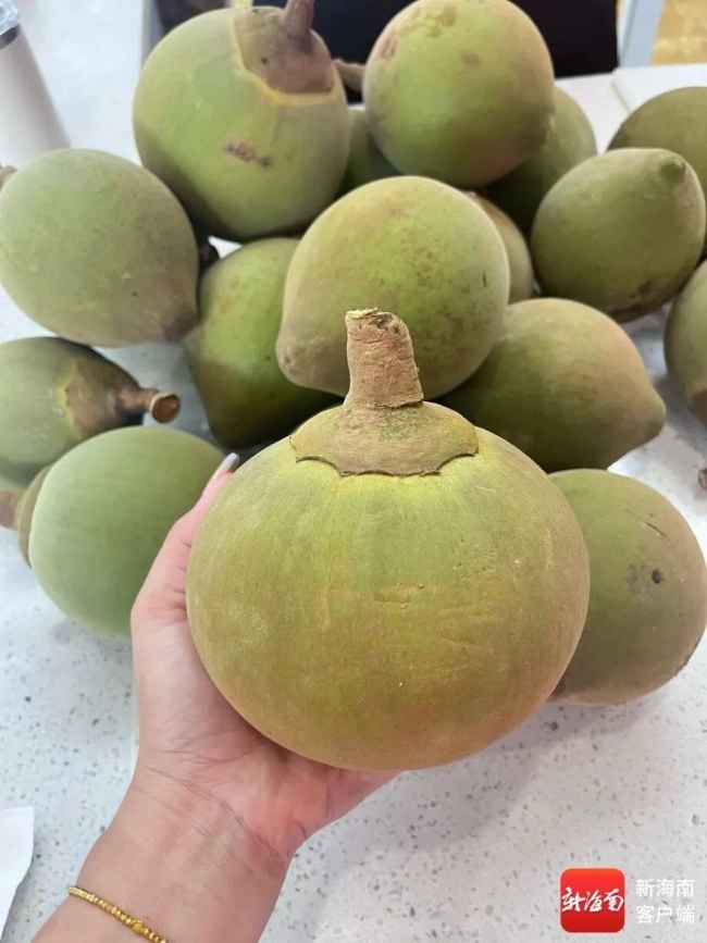 海南解锁新水果椰蜜果 九年磨一剑成果喜人