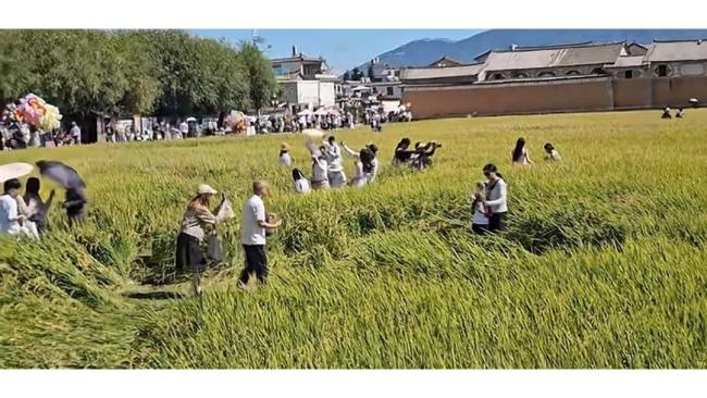 大理网红稻田遭游客大面积踩踏 田园风光变“展览馆”