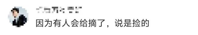 景区辞谢搭客捡枫叶是小题大作念吗 规矩引争议