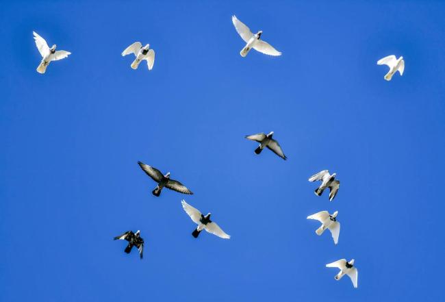 干部4年受贿95只鸽子价值132万 最贵单只18万