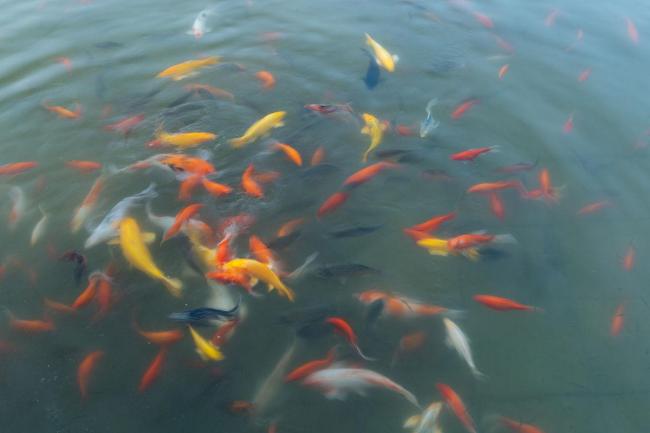 景区回应趵突泉胖锦鲤病重 网红锦鲤的生死危机