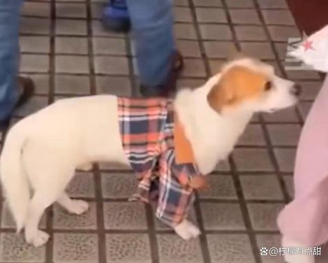 被遗忘服务区的小狗等到主人