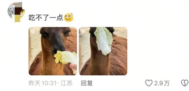 假期动物园内动物已吃出“工伤” 游客过度投喂引关注