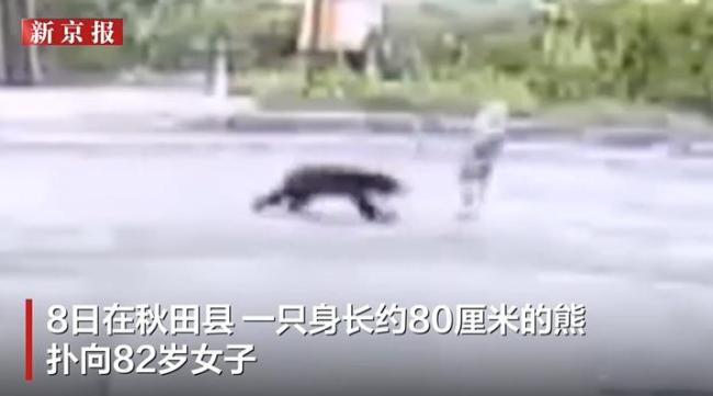 实拍日本多地熊出没