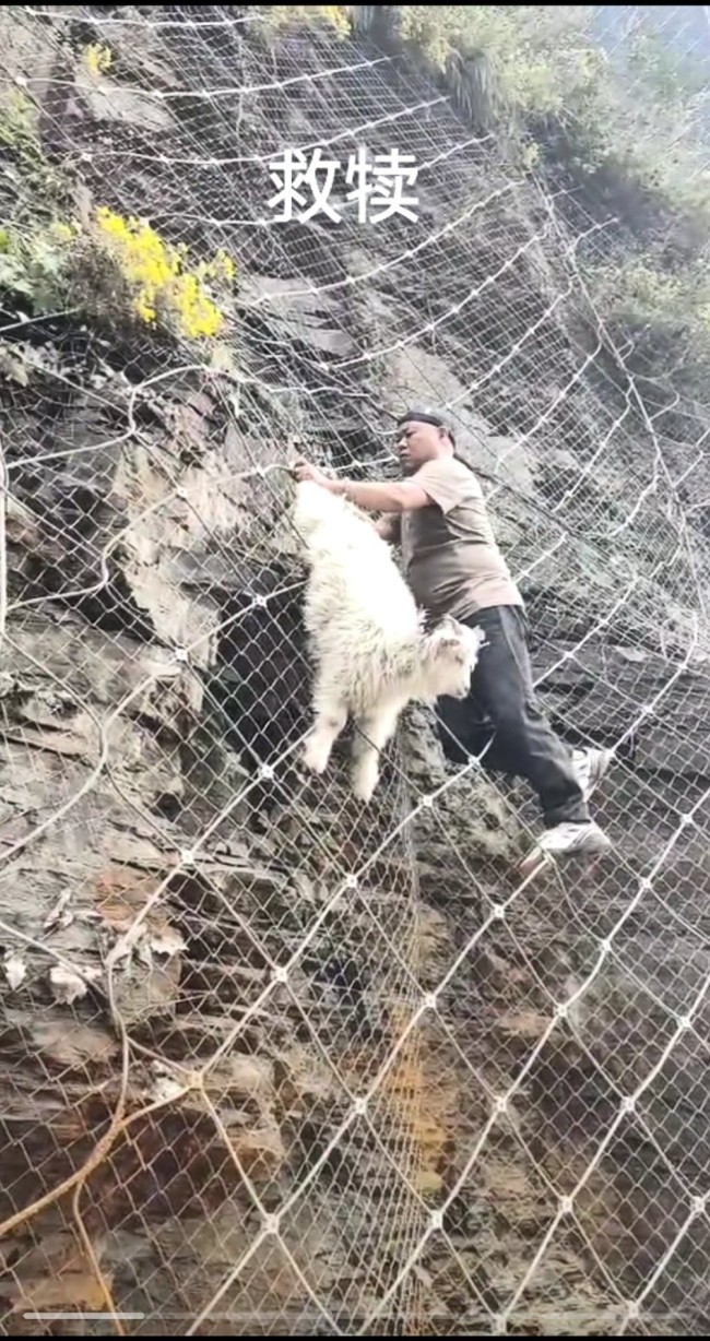 小羊羔被困倒挂在山上 众人合力施救！