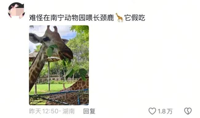假期动物园内动物已吃出