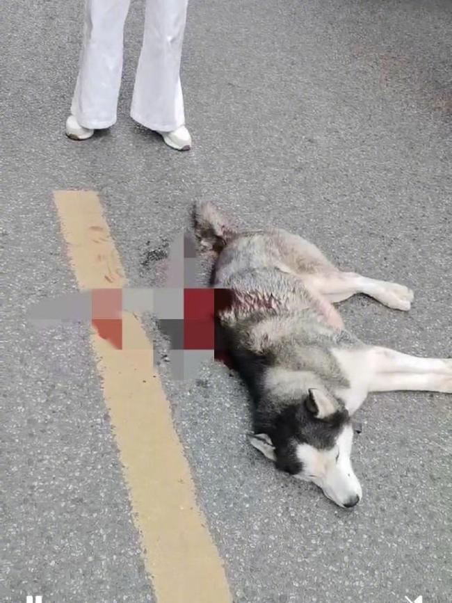 成都被砍伤哈士奇已安乐死 事件真相待查