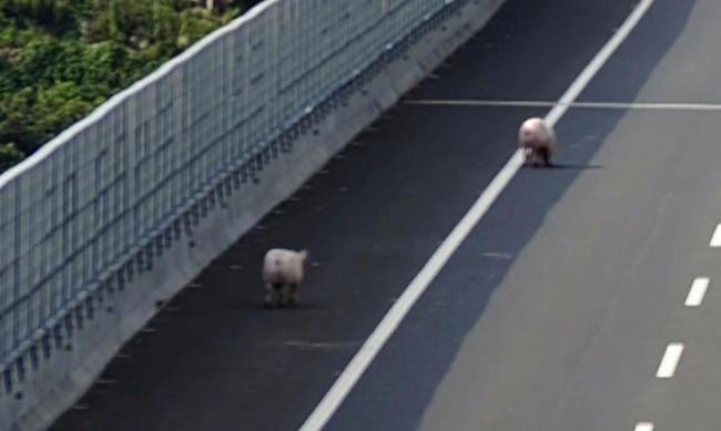高速路上4头猪在溜达 生猪越狱惊险瞬间