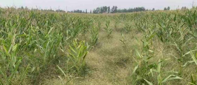 山东：支持保障“三秋”生产