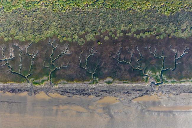 潮落钱塘 “树”生潮汐 壮丽奇观添趣味