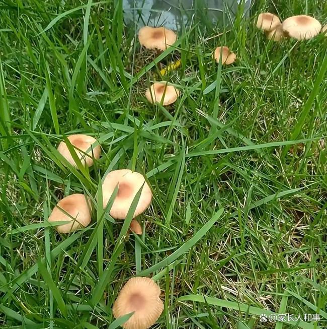 西安捏续降雨 绿化带长野生蘑菇 雨浸长安变身“蘑菇王国”