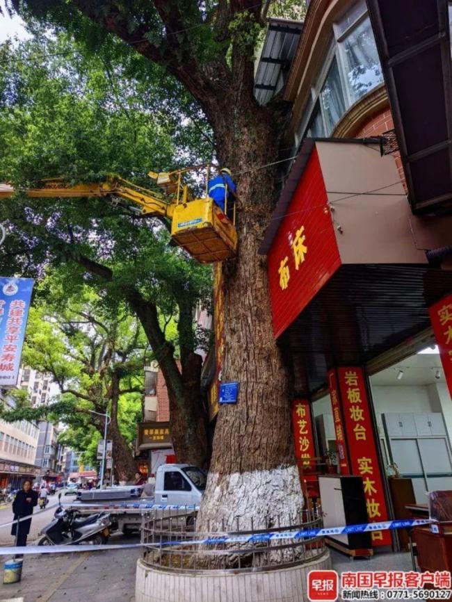 广西一220年珍贵古樟树遭多次投毒