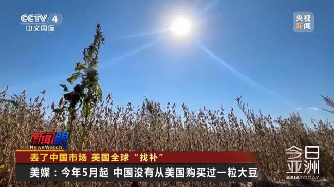 美豆滞销陷绝境,国人献策种大麻！